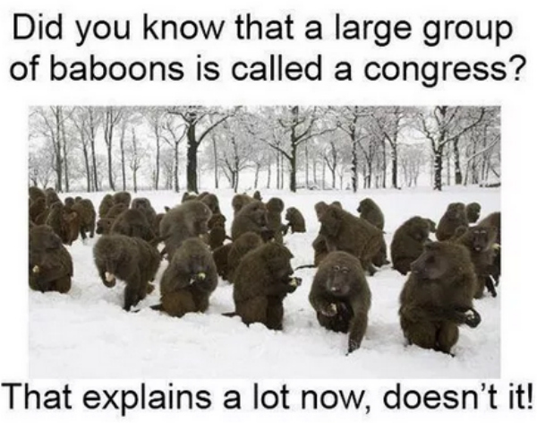 babboons congress