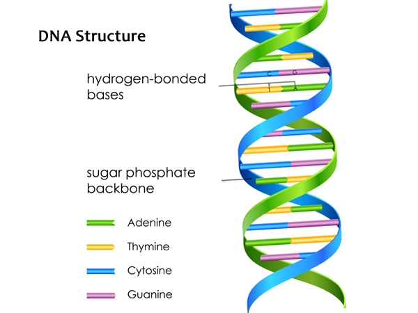 What Are The Sides Of The Dna Ladder Made Up Of