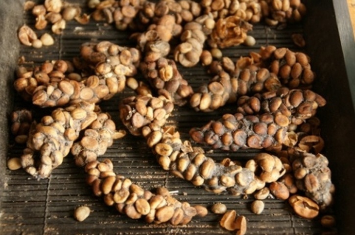 Civet coffee dung