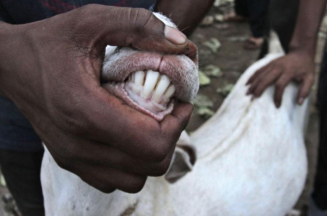 A goat seller shows the teeth of a goat