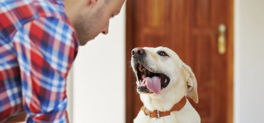 Ways In Which Your Life Changes When You Bring Home A Dog