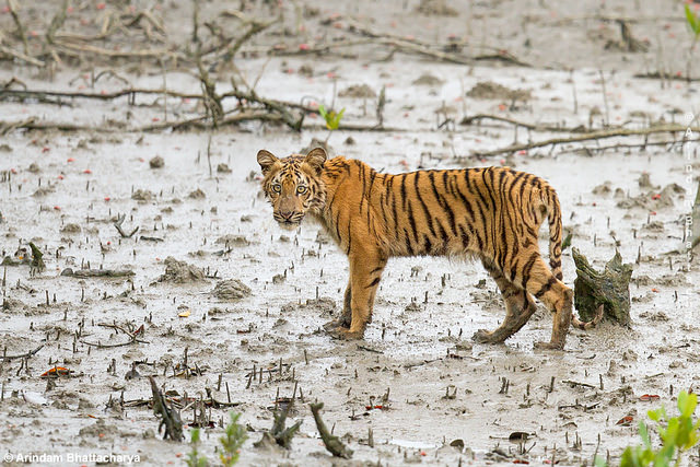 Tiger Cub at Sunderbans