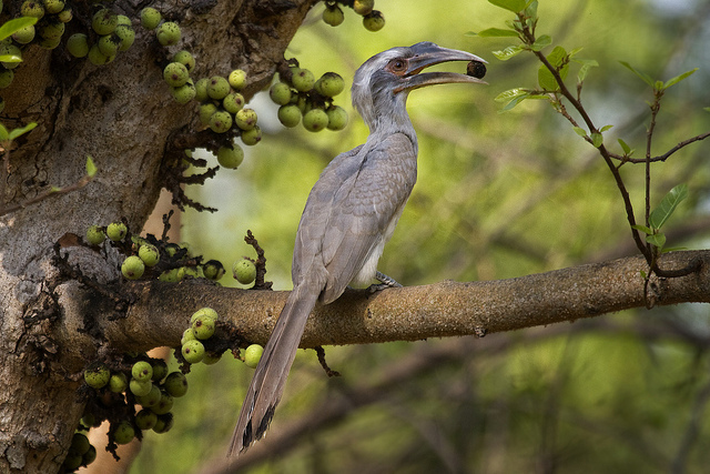 Hornbill in Nagpur