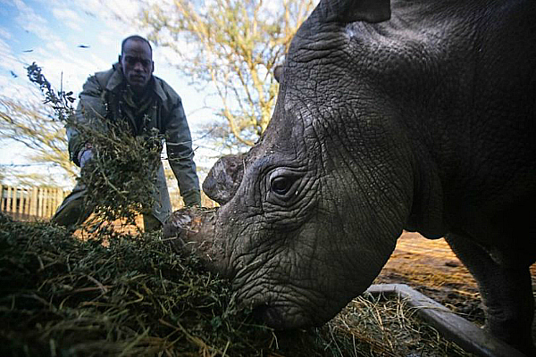 white rhino sudan