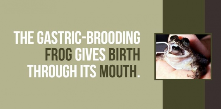 Gastric-Brooding Frog