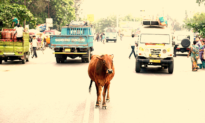 cow indian road