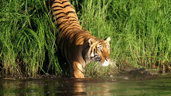 #savingsunderbans: Five Reasons Why World's Largest Delta Is Dying And 