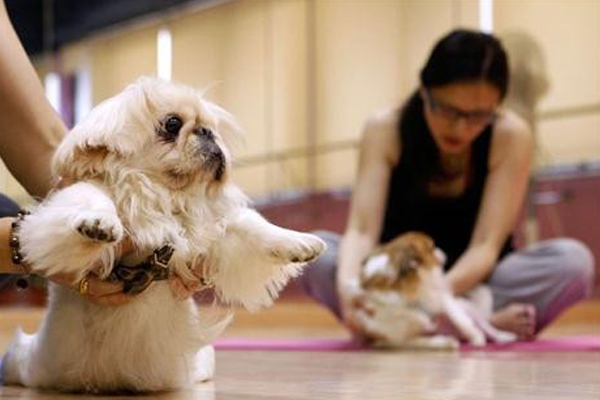 Doga Dog Yoga