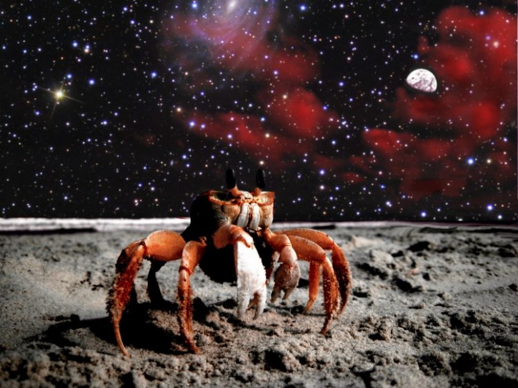 Crab on Mars