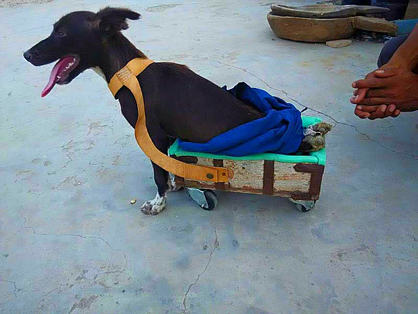 hritesh Lohiya trolley for dogs