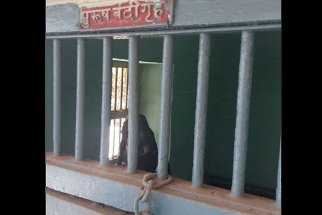 Goat Arrested In Maharashtra