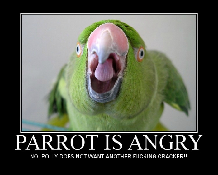 parrot arrested for shouting abuses to 85-year-old