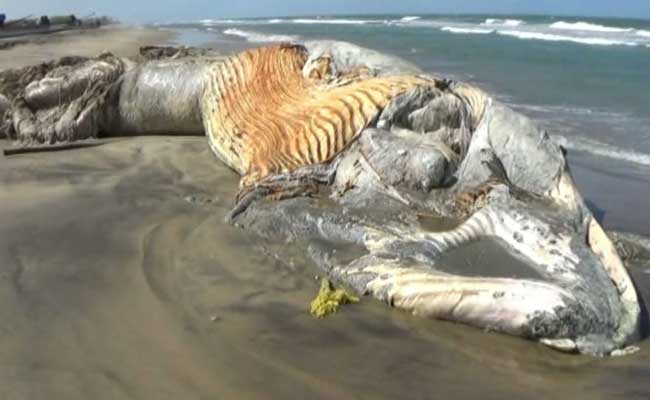 Whale Carcass