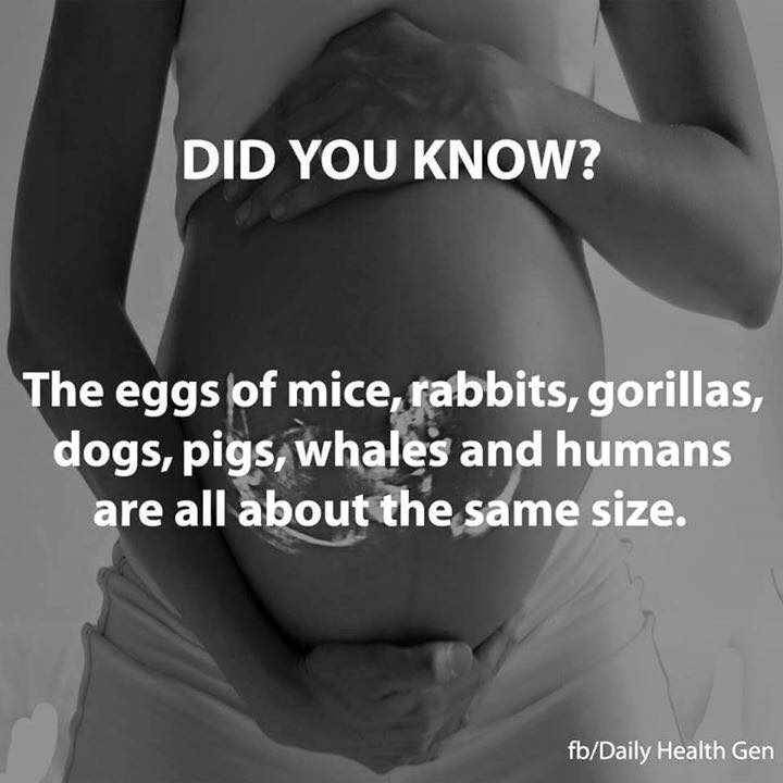Facts About Pregnancy