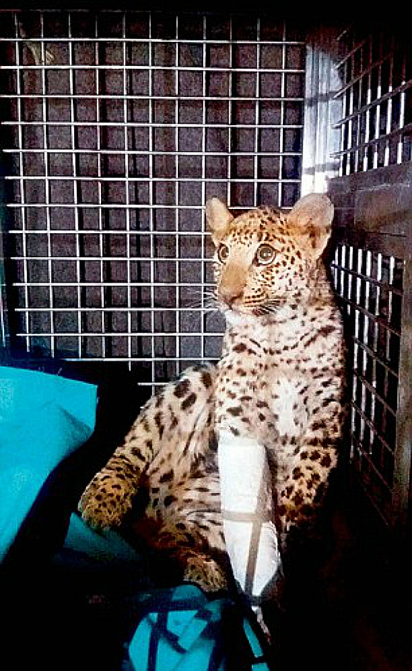 leopard gurgaon 2