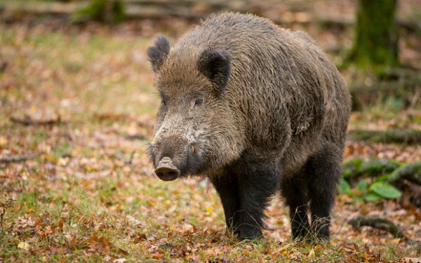 Honey Singh's Songs Are Used To Scare Wild Boars + 9 Other Uses Of ...