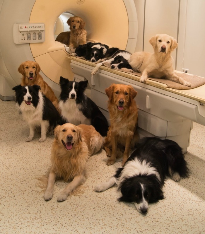 Dogs get MRI scans