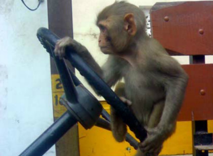 Monkey Takes UPSRTC Bus For A Drive