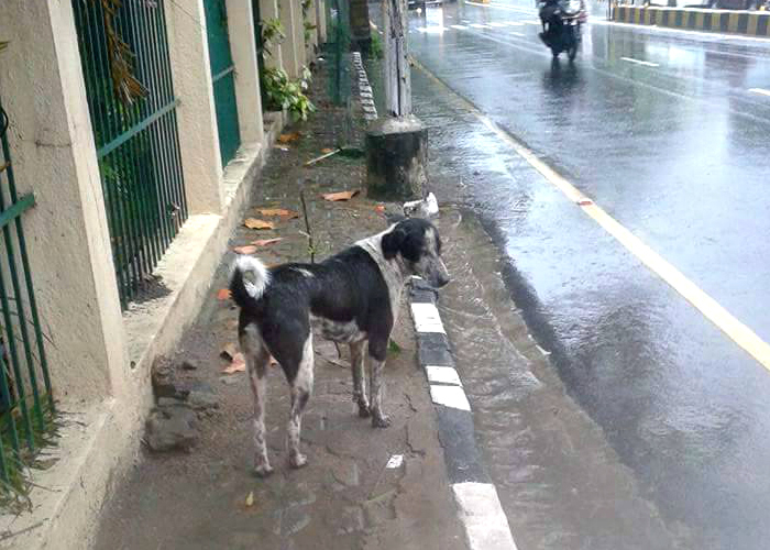 This Little Guy Playing Superhero During Chennai Floods Proves That Dog