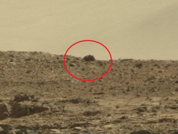 mouse on mars curiosity rover