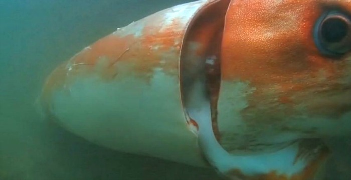 In A Rare Sighting, A 12-Feet-Long Giant Squid Pictured ...