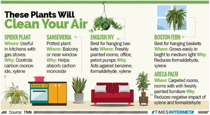 These plants перевод. Clear Air at Home. Clean Air at Home презентация 10 класс. Проект по английскому на тему clean Air at Home. Air-Cleaning Plants your Home needs.