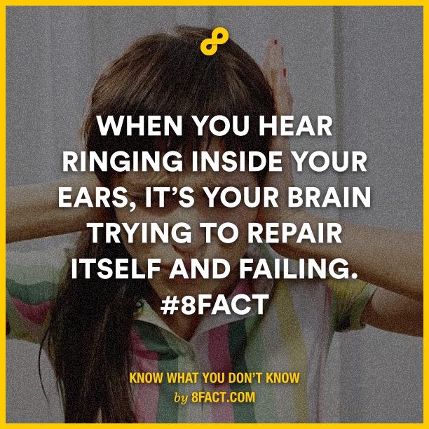 Brain fact