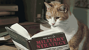 Cat reading a book gif