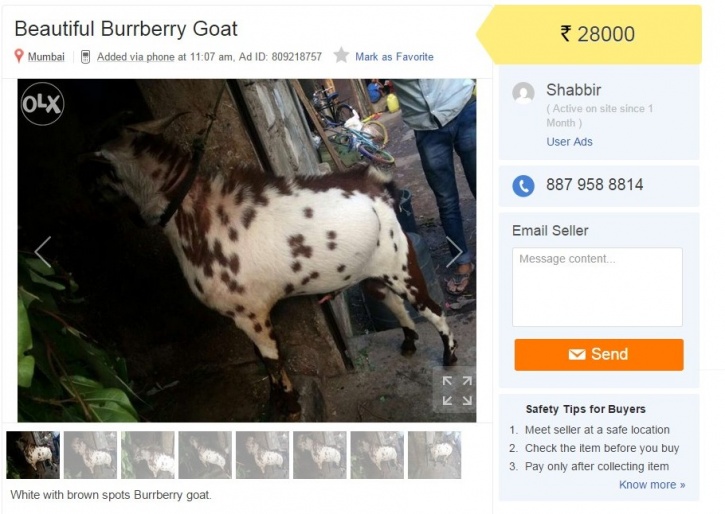 Burberry goat