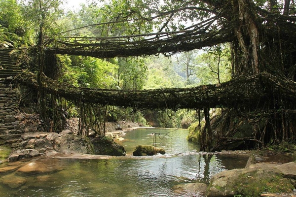 Living root bridges