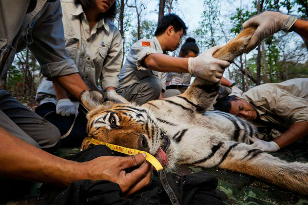 We Doubt The Government's Claim On Increased Tigers. Here's Why