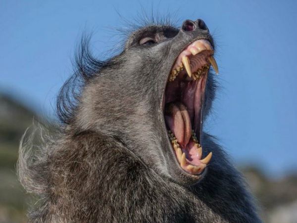 Family Hijacked: Baboons Ransacks A Family For Food