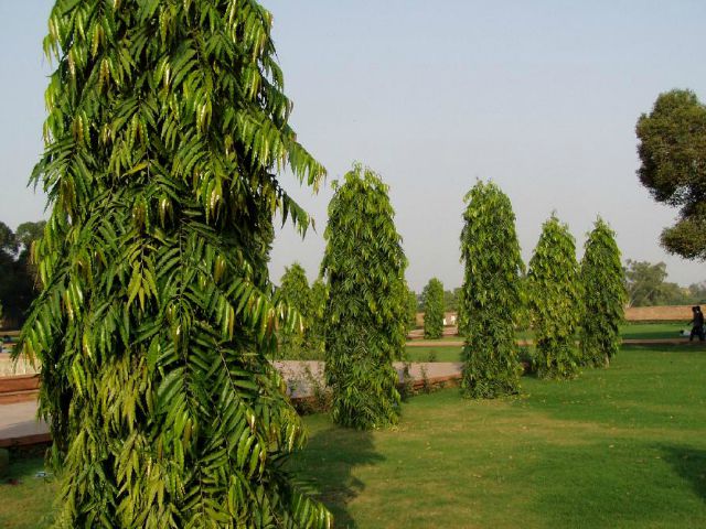 Names Of Indian Trees