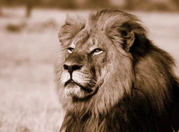 Cecil The Lion