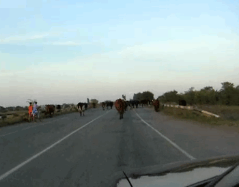 cows on roads