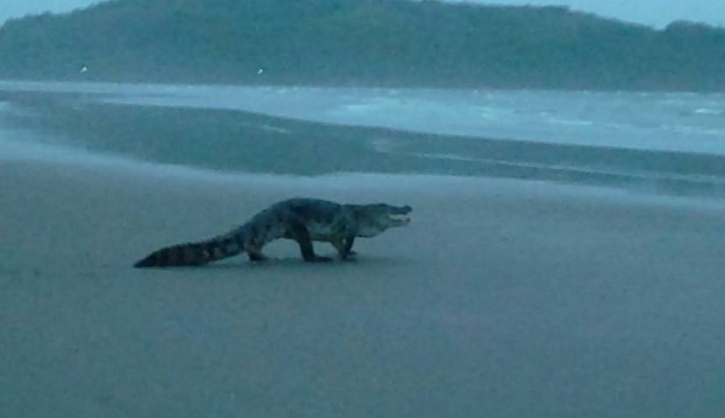 Crocodile on Goa beach