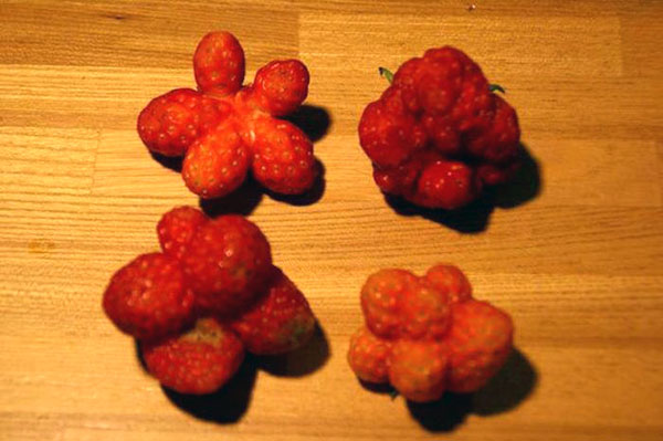 starfish strawberries fukushima