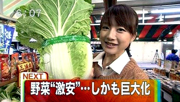 Giant cabbages of Fukushima