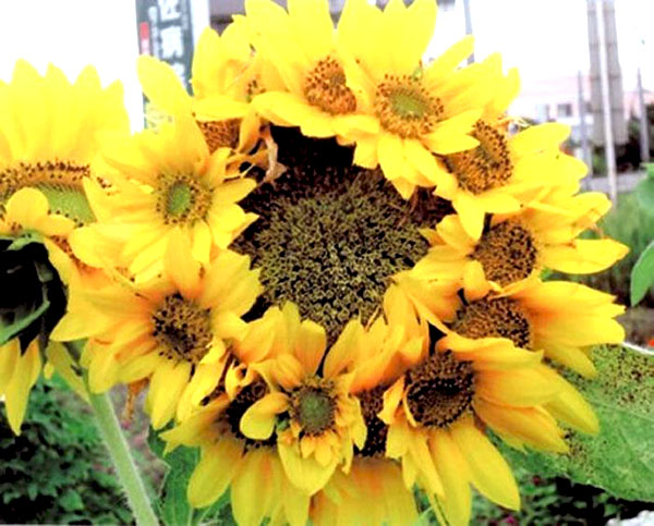 solar flare sunflower