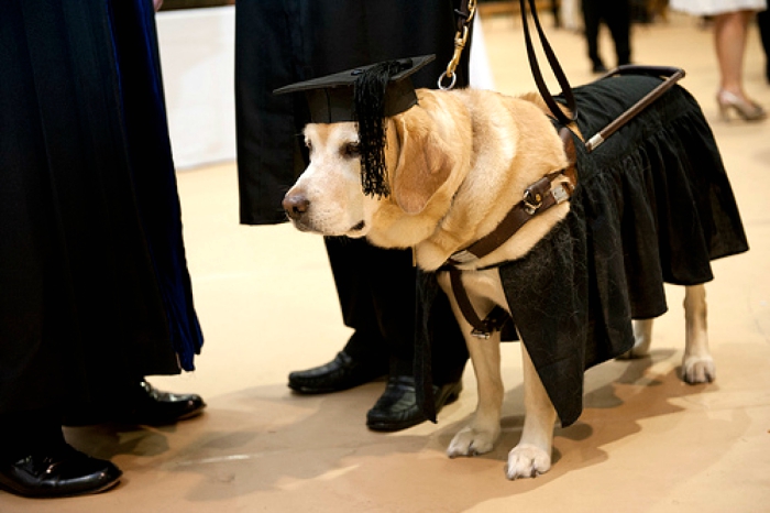 Soon All Dogs May Hold Degrees! Punjab Opens First Canine School