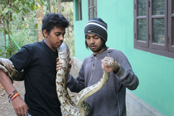 rock snake india