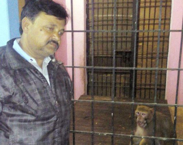 Pet Monkey In Rae Bareli Will Soon Become A Millionaire! 