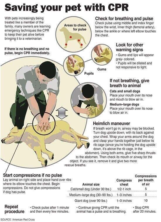 Pet CPR