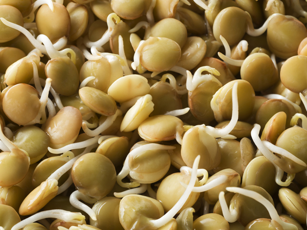 bean sprouts while pregnant