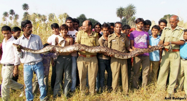 Indian rock snake