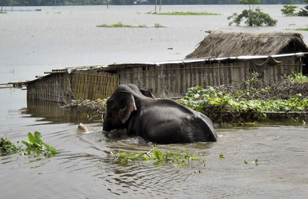 Assam floods 2015