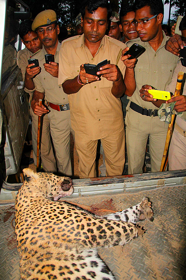 leopard beaten india indian express