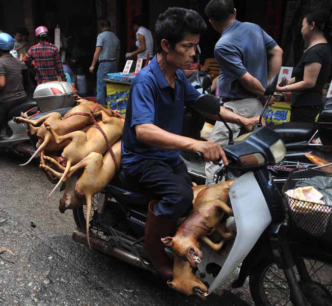 10 Reasons Why 'Yulin's Dog-Eating Festival' Is The Cruelest Food ...