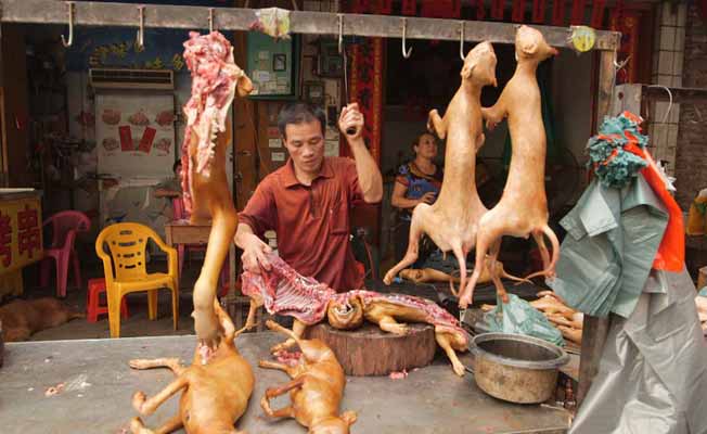 10-reasons-why-yulin-s-dog-eating-festival-is-the-cruelest-food