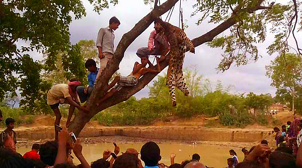 leopard beaten purulia indian express